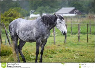 Comment se nomme la robe de ce cheval ?