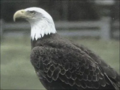 Il ne faut surtout pas que j'oublie de me rendre au Parc ornithologique du Teich. Une visite  ne pas rater ! je serais alors en route pour. .