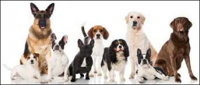 Cette race est celle de Milou le fidèle compagnon de Tintin :