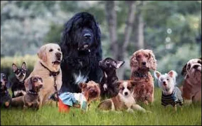 Cette race est la favorite de la reine Élisabeth II :