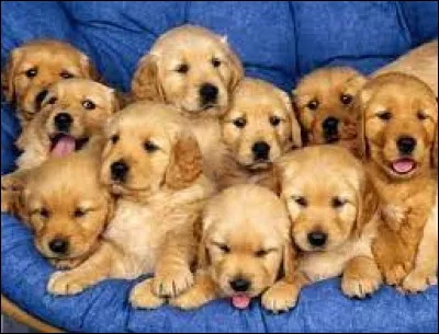 Cette race est celle de Belle dans le film Disney "La Belle et le Clochard" :