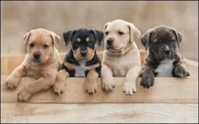 Les chiens de cette race possèdent une peau ample qui retombe en plis :