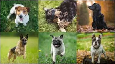 Cette race est considérée comme la plus intelligente du monde :