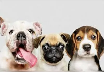 Les chiens de cette race sont surnommés "chien-saucisse" :