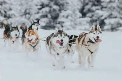 Un chien de cette race incarne Lassie dans un célèbre roman :