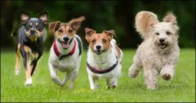 Dans un célèbre film, on trouve 101 chiens de cette race :