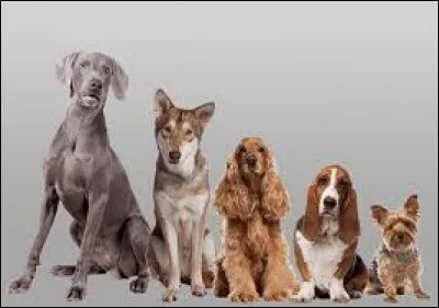 Charles II d'Angleterre possédait plusieurs chiens de cette race :