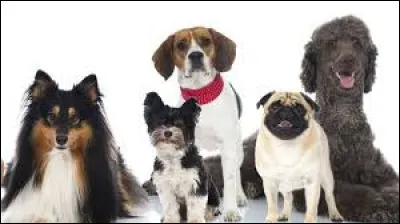 Le nom de cette race est aussi le nom d'une ville au Mexique :