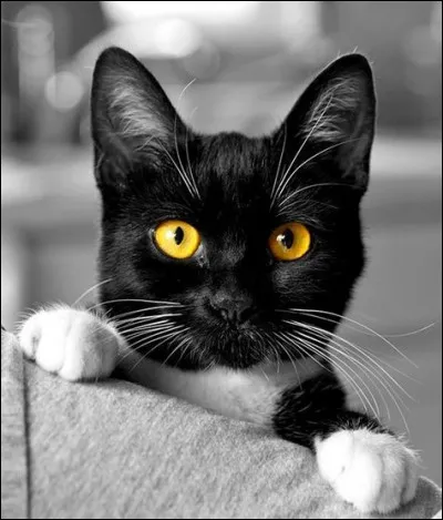 Que la légende de la superstition vous promet-elle si vous brisez un miroir ?