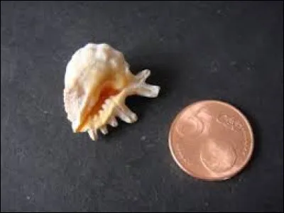 Il existe une "monnaie de coquillages" qui est utilisée par des peuples autochtones venant de différents continents.