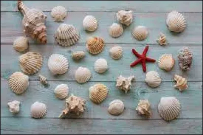 Comment appelle-t-on un collectionneur de coquillages ?