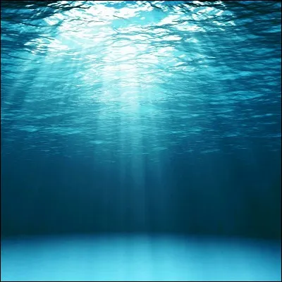 Quel animal, longtemps pris pour un v&eacute;g&eacute;tal, forme l�embranchement des Porifera ?