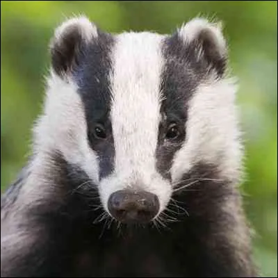 Comment appelle-t-on l�habitat du blaireau ?