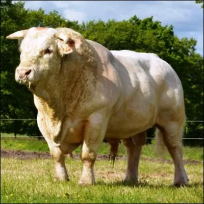 Quelle race de vache de robe blanche originaire de Bourgogne est la premi&egrave;re &agrave; avoir re&ccedil;u le label rouge ?