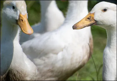 Citation : Ca ne casse pas ... pattes à un .... !