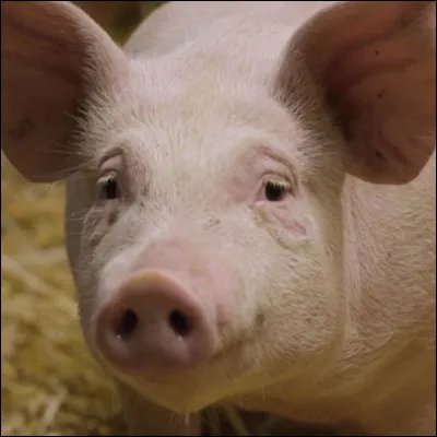 Quelle odeur sent Nicolas d'après Aurélie ?