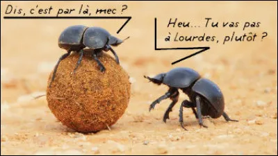 Biologie et Astronomie > Remis à une équipe de scientifiques (Suède, Afrique du Sud, Allemagne, Australie et Royaume-Uni) pour cette découverte sur les scarabées bousiers, lesquels, lorsqu'il sont perdus, ... (Complétez !)