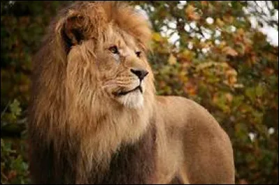 De quel pays Johnny Lion venait-il ?