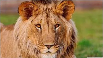 Quand le Soleil n'est-il pas dans la constellation du Lion ?