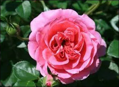 Comment dit-on "rose" ?