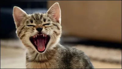 Tu es l&agrave; et tu ne fais rien, ton chat d&eacute;cide de te monter dessus ; que fais-tu ?