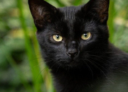 Quiz Connais-tu les superstitions sur les animaux ?