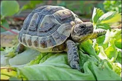 Avoir une tortue chez soi permettrait…