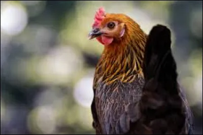 Voir un coq loin de son poulailler annoncerait…