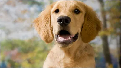 On dit qu’à minuit la mort rôde autour de la maison lorsqu’un chien…