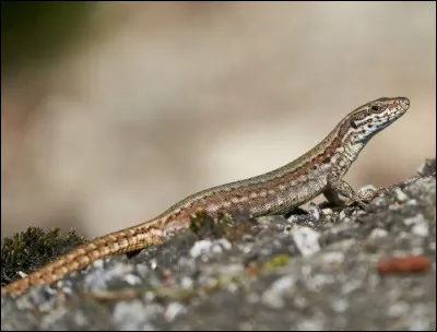 On dit que pour que l’argent coule à flot, il faut introduire un lézard dans…