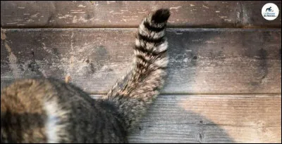 Une autre superstition veut qu'une femme qui marche sur la queue d'un chat devrait attendre…