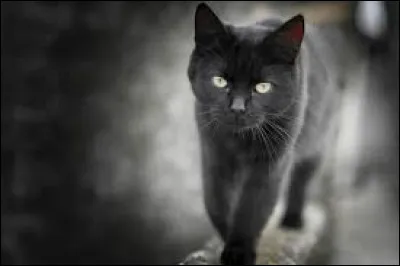 À quelles créatures diaboliques le chat noir est-il associé ?