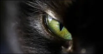 Ces créatures ont la capacité de prendre la forme d’un chat noir pour s’introduire dans les maisons et y enlever…