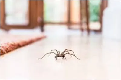 Dans quelle situation l'araignée porte-t-elle bonheur ?