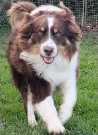 S.P.A : voici un chien à adopter !