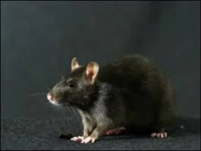 Quel est le pr&eacute;nom donn&eacute; par Ron &agrave; son rat ?