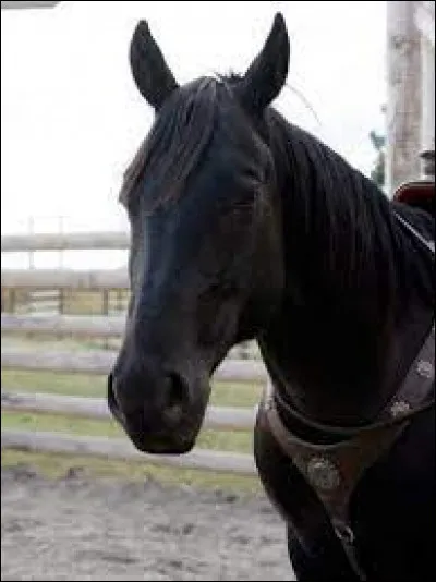 Et enfin, comment s'appelle ce cheval ?