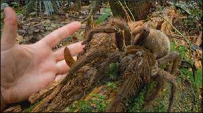 Quelle est l'envergure de l'araignée la plus grande du monde ?
