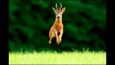 Quel animal porte le surnom de "bête à Bon Dieu" ?