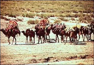 Comment s'appelle l'habitat traditionnel de nombreux nomades vivant en Asie ?