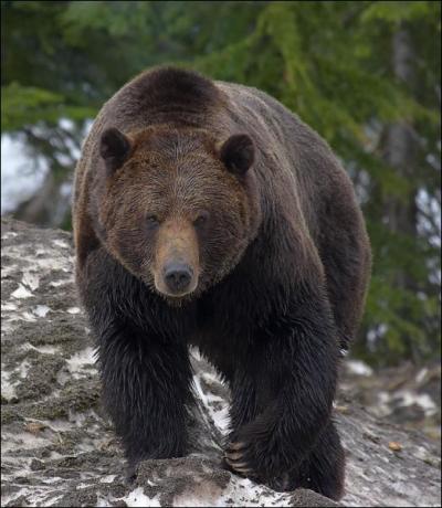 Quel est cet ours dont le nom latin est  Ursus arctos horribilis  ? (parfois seul le nom latin peut vous aider  trouver)