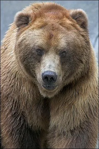 Quel est cet ours dont le nom latin est  Ursus arctos middendorff  ?
