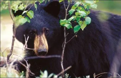 Quel est cet ours dont le nom latin est  Ursus americanus  ?