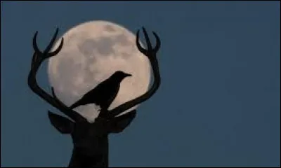 Quelle créature apparaît lors d'une nuit de pleine lune ?