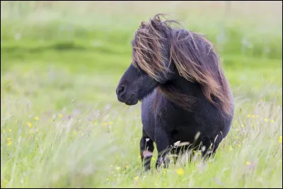 Pour les enfants, on a un petit cheval d'un mètre au garrot. C'est un...