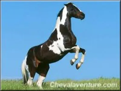 Ce cheval est en train de...