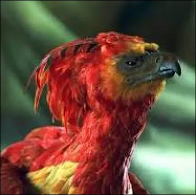 Comment s'appelle le phénix de Dumbledore ?