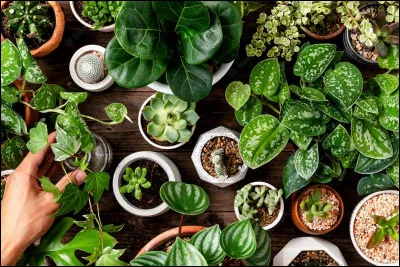 Quelle plante préfères-tu ?