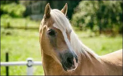 Quels animaux préfères-tu ?