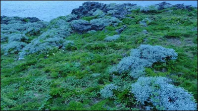 Dans la langue du Japon ancien, il n'existait pas de distinction entre le ... et le vert.